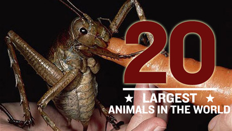 The 20 Largest Animals in the World – Daily Fun Lists
